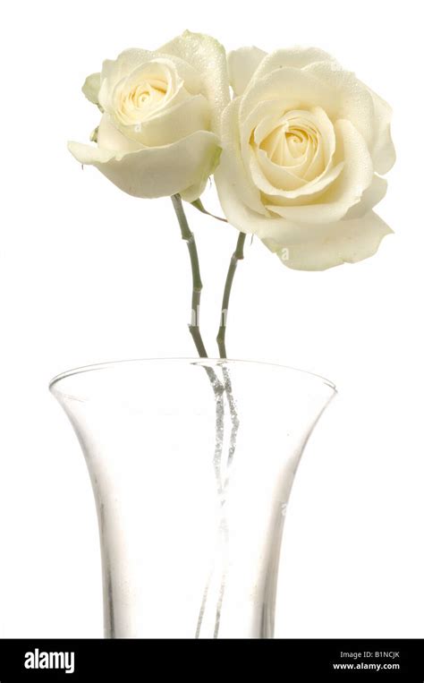 Two White Roses In A Glas Vase Stock Photo Alamy