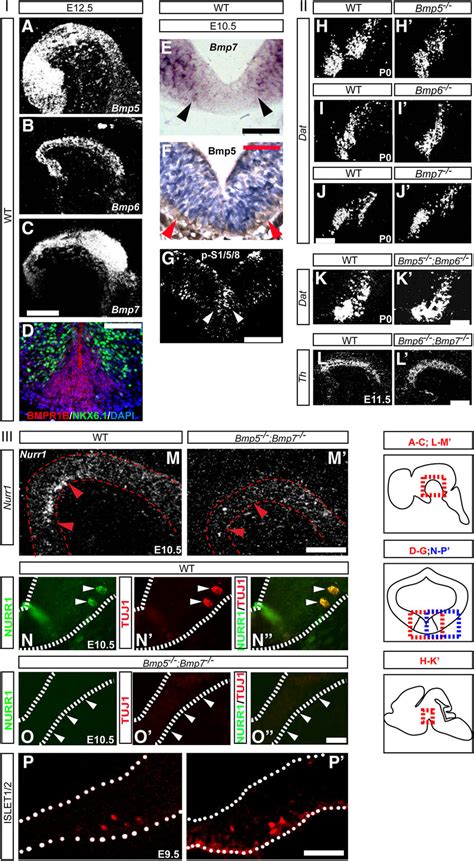 Bmp Are Necessary For The Generation Of Postmitotic Mda Neurons