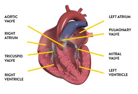 Congenital Heart Disease Patient Info