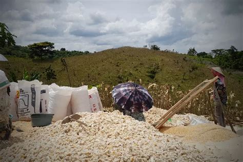 Petani Resah Serangan Babi Hutan Radar Bojonegoro