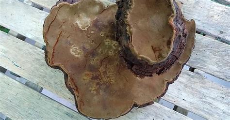 What Is This Bracket Fungus Album On Imgur