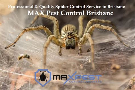 Spider Pest Control Brisbane Addify