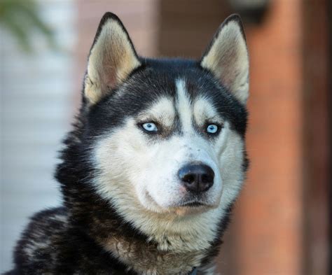 Black and White Siberian Husky · Free Stock Photo