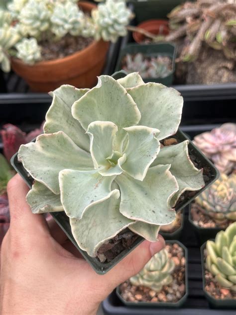 Echeveria Japan Moon River Variegated Rare Korean Import Etsy