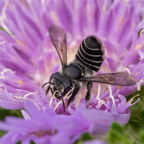 Welcome Florida’s Native Bees Into Your Yard - Bay Soundings