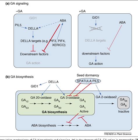 Figure 1 From Gid1 Mediated Gibberellin Signaling In Plants Semantic