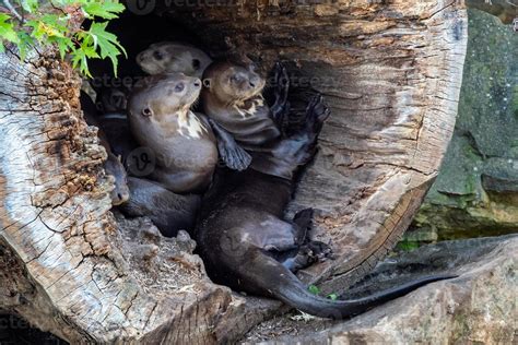 The Giant Otter family, Pteronura brasiliensis in a tree trunk 16070031 ...