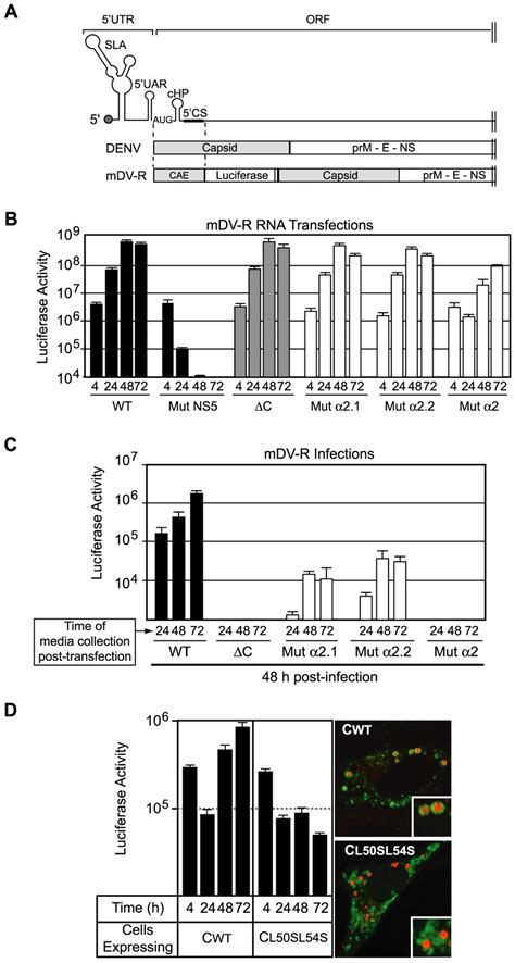 A New Reporter Virus That Allows Dissociation Of Cis Acting Rna