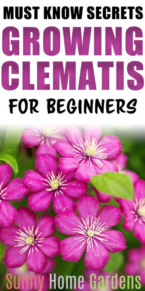 Top 10 clematis care ideas and inspiration