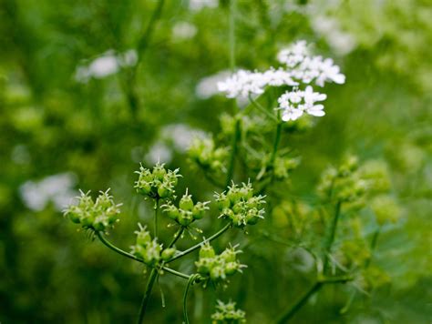 Coriander Seeds: How To Grow Coriander | Gardening Know How