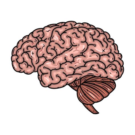 Cerebro Ilustraci n Del Vector Aislada En El Fondo Blanco Ilustración