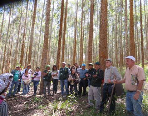 Plantaciones Forestales Arborizaciones