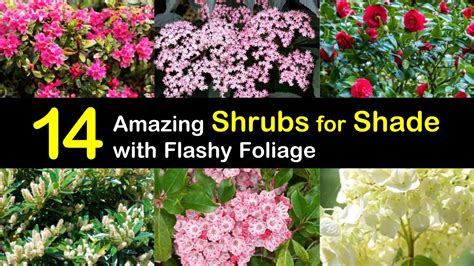 14 Amazing Shrubs for Shade with Flashy Foliage