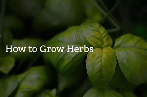 How To Grow Herbs Burbank House Garden