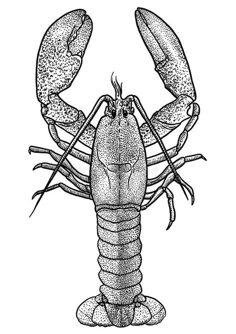 Lobster Illustration Drawing Engraving Ink Line Art Vector Stock