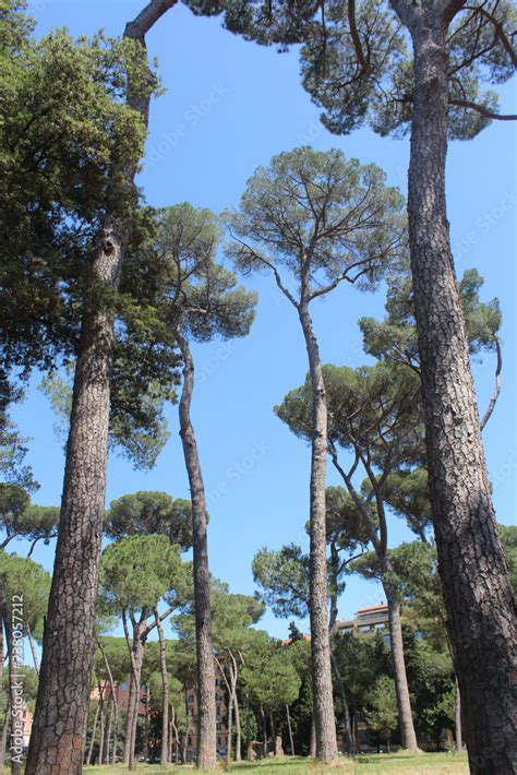 Umbrella Pine Trees Pinus Pinea In The Villa Borghese Park In Rome