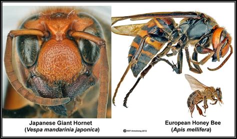 Killer Hornets | Bee Informed Partnership