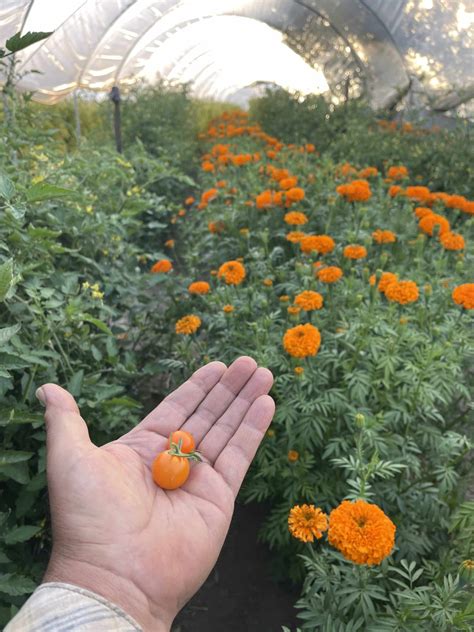 An Organic Farmer Changing Food in Schools - Conscious Kitchen