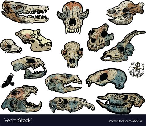 Animal skulls Royalty Free Vector Image - VectorStock