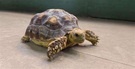 Sulcata Tortoise