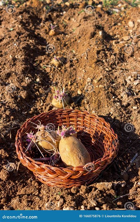 Potato Sprouts. Sprouting Seed Potatoes Ready for Planting Stock Photo - Image of grow, potato ...