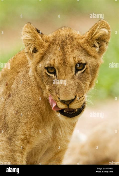 Lion, big 5, Panthera Leo Stock Photo - Alamy