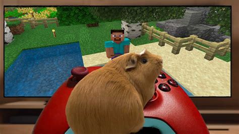 My Guinea Pigs Controlled Me In Minecraft Youtube