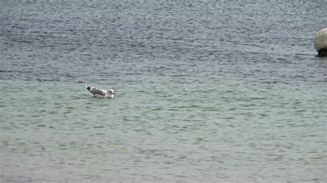 Seagulls In Their Natural Environment At The Harbour Of Kiel In