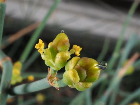 Ephedra Fragilis Desf Plants Of The World Online Kew Science