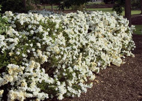 How to Grow a Gardenia Hedge in Australia : AGT