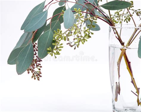 Fresh Eucalyptus Stems in Clear Glass Vase Isolated on White Stock Image - Image of health ...