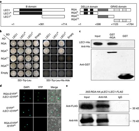 Rga Physically Interacts With Lec In Vitro And In Vivo A Schematic