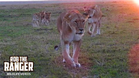 Lion Pride On The Move At Sunrise Maasai Mara Safari Zebra Plains Youtube