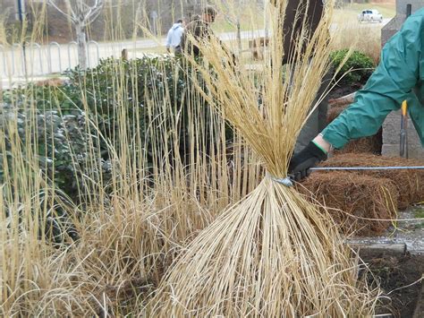 Pruning Ornamental Grass Planting To Grow