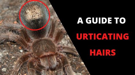 The Tarantula Owners Guide To Urticating Hairs Youtube