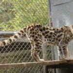 Gato ocelote Leopardus pardalis información y características