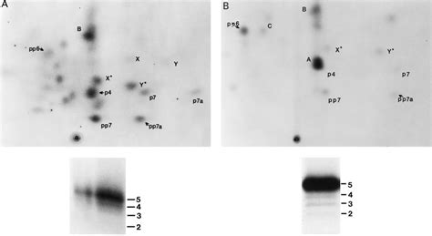 Two Dimensional Analysis Of Phosphopeptides Of Rpa P Phosphorylated