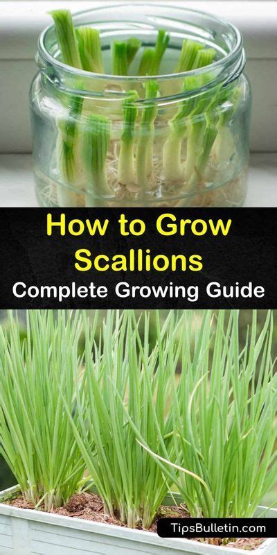 Learn All You Need To Know To Grow Scallions From Seed Or Regrow