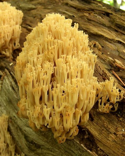 Crown Tipped Coral Fungi Of Northern Maine INaturalist