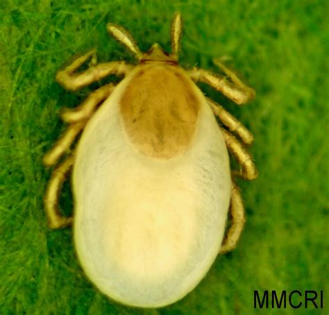 Mouse Tick Cooperative Extension Tick Lab University Of Maine