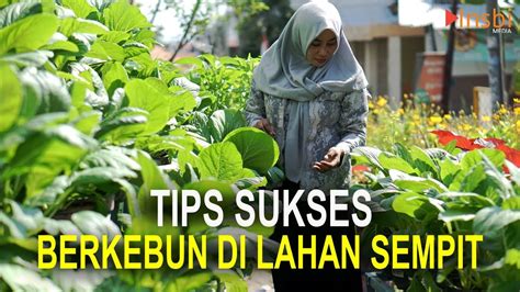 Berkebun Di Pekarangan Rumah Setiap Hari Panen Youtube