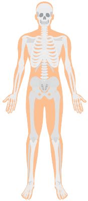 Human skeletal system: Structure and functions