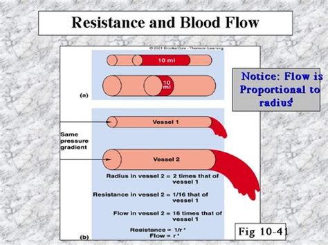 Ch 10 Blood Pressure Blood Vessels Flashcards Quizlet