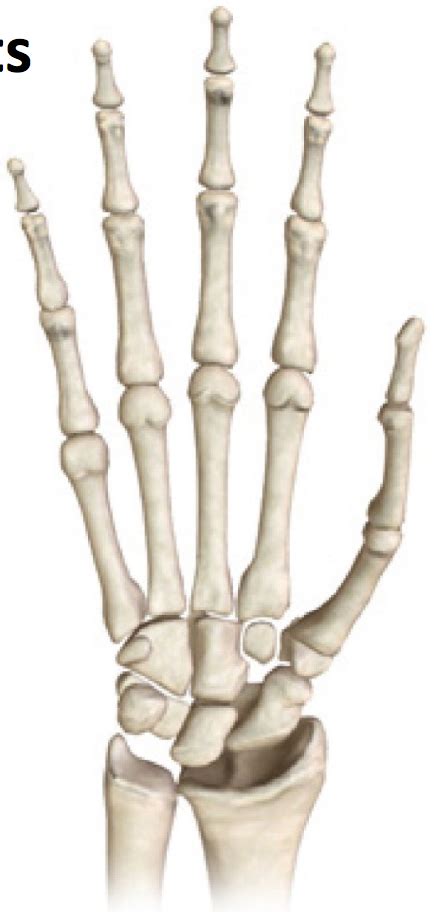 Anatomy Section 2 Wrist Hand Fingers Diagram Quizlet