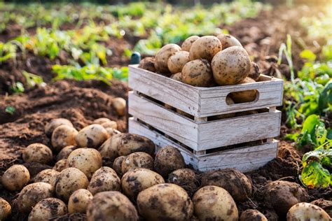 Ganz Einfach Kartoffeln Selbst Anbauen