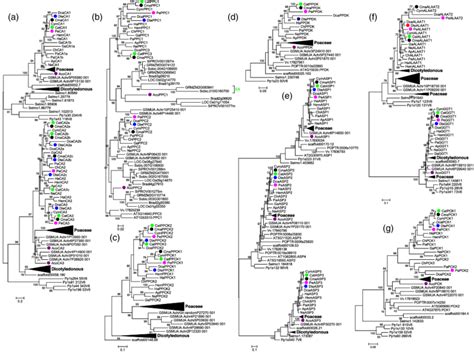 Phylogenetic Trees Of The Gene Families Involved In Carbon Fixation