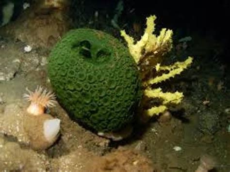 10 Interesting Sea Sponge Facts My Interesting Facts