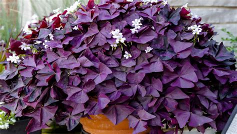 Cultive O Trevo Roxo Oxalis Triangularis E Tenha Um Jardim Tons