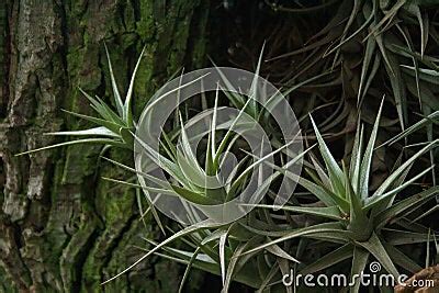 Clusters Of Epiphyte Plant Leaves In A Tree Stock Photography