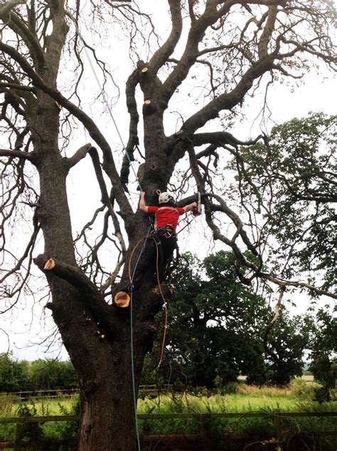 Rd Tree Surgery Residential And Commercial Tree Surgery And Landscaping Alcester Warwickshire